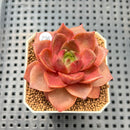 Echeveria 'Mysterious Rose' 2"-3" Succulent Plant Cutting