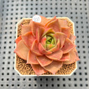 Echeveria 'Mysterious Rose' 2"-3" Succulent Plant Cutting