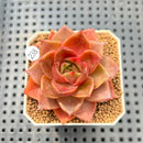 Echeveria 'Mysterious Rose' 2"-3" Succulent Plant Cutting