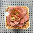 Echeveria 'Mysterious Rose' 2"-3" Succulent Plant Cutting