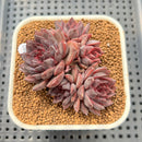 Echeveria 'Black Knight' 2"-3" Cluster Succulent Plant Cutting