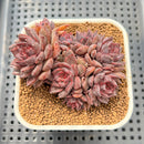 Echeveria 'Black Knight' 2"-3" Cluster Succulent Plant Cutting