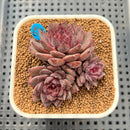 Echeveria 'Black Knight' 2"-3" Cluster Succulent Plant Cutting