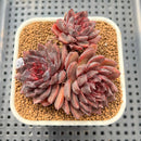 Echeveria 'Black Knight' 2"-3" Cluster Succulent Plant Cutting