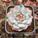 Echeveria 'Lotus' 2" Succulent Plant Cutting