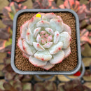Echeveria 'Lotus' 2" Succulent Plant Cutting