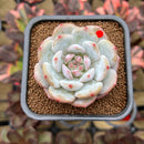 Echeveria 'Lotus' 2" Succulent Plant Cutting