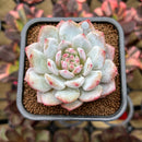 Echeveria 'Lotus' 2" Succulent Plant Cutting