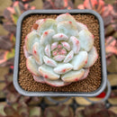Echeveria 'Lotus' 2" Succulent Plant Cutting