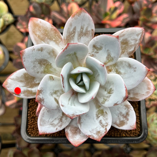 Echeveria 'White Lotus' 3"-4" Succulent Plant Cutting