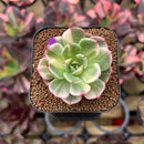 Echeveria Agavoides 'Flamenco' Variegated 2" Succulent Plant Cutting