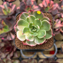 Echeveria Agavoides 'Flamenco' Variegated 2" Succulent Plant Cutting