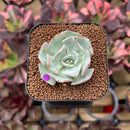 Echeveria Strictiflora 1"-2" Succulent Plant Cutting
