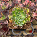 Echeveria 'Viva Chile' Variegated 2" Succulent Plant Cutting