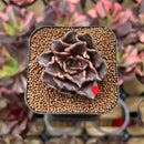 Echeveria 'Super Bowl' 2" Succulent Plant Cutting