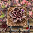 Echeveria 'Super Bowl' 2" Succulent Plant Cutting