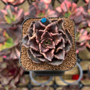 Echeveria 'Super Bowl' 2" Succulent Plant Cutting