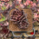 Echeveria 'Super Bowl' 2" Double Head Succulent Plant Cutting
