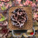 Echeveria 'Super Bowl' 2" Succulent Plant Cutting