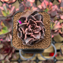 Echeveria 'Super Bowl' 2" Succulent Plant Cutting