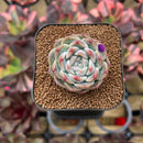 Echeveria 'Watermelon' 2" Succulent Plant Cutting