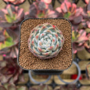 Echeveria 'Watermelon' 2" Succulent Plant Cutting