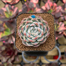 Echeveria 'Watermelon' 2" Succulent Plant Cutting