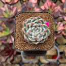 Echeveria 'Watermelon' 2" Succulent Plant Cutting