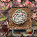 Echeveria 'Watermelon' 2" Succulent Plant Cutting