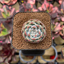 Echeveria 'Watermelon' 2" Succulent Plant Cutting