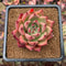 Echeveria Agavoides 'Honey Pink' 3" Succulent Plant Cutting