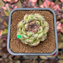 Echeveria 'Amethyst' 2" Succulent Plant Cutting