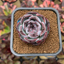 Echeveria 'Dark Opal' 2" Succulent Plant Cutting