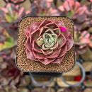 Echeveria 'Mohican' Carunculated 1"-2" Succulent Plant Cutting