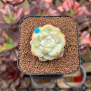 Echeveria 'Gang Yi' Jelly Type 1" Succulent Plant Cutting