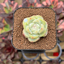 Echeveria 'Gang Yi' Jelly Type 1" Succulent Plant Cutting