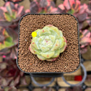 Echeveria 'Gang Yi' Jelly Type 1" Succulent Plant Cutting