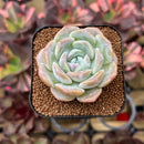 Echeveria 'Love' 1" Succulent Plant Cutting