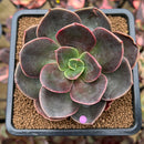 Echeveria 'Blue Metal' 2"-3" Succulent Plant Cutting