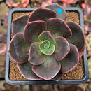 Echeveria 'Blue Metal' 2"-3" Succulent Plant Cutting