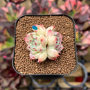 Echeveria sp. 1" Succulent Plant Cutting