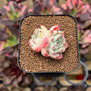 Echeveria sp. 1" Succulent Plant Cutting