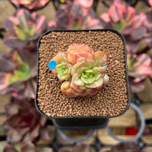 Sedeveria 'Rolly' 1" Succulent Plant Cutting