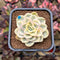 Pachyveria 'Worthy One' Variegated 2" Succulent Plant Cutting