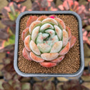 Echeveria 'Starmark' 2"-3" Succulent Plant Cutting
