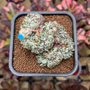 Echeveria 'Sarahime' Crested 2" Succulent Plant Cutting