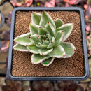 Echeveria Agavoides 'Elkhorn' Variegated 3" Succulent Plant Cutting