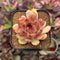 Echeveria 'Elly' ('Blood Queen' x 'Elegans') 2" Flower Village Original Hybrid Succulent Plant Cutting