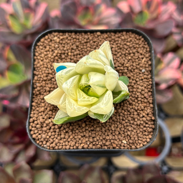 Haworthia Cymbiformis Variegated 1
