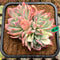 Echeveria 'Luella' Variegated Crested 3" Succulent Plant Cutting